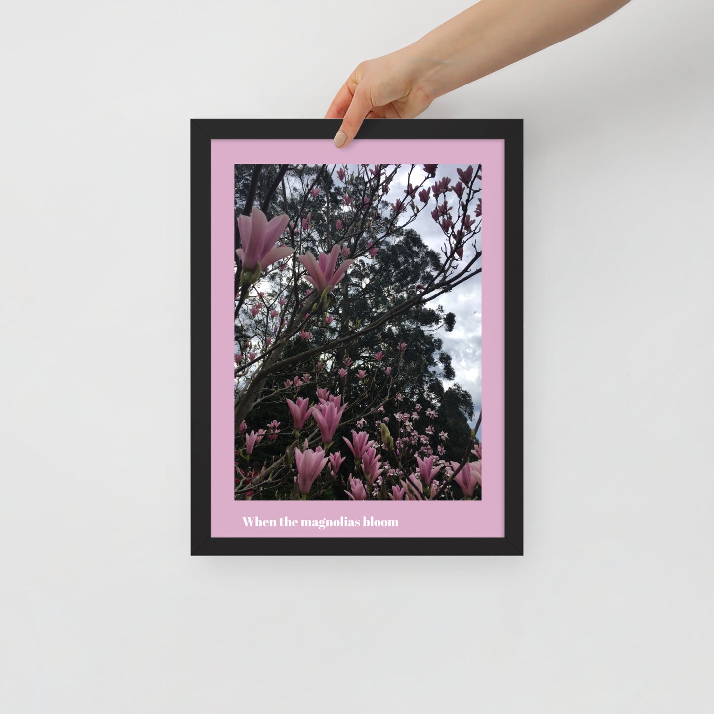 When Magnolias Bloom