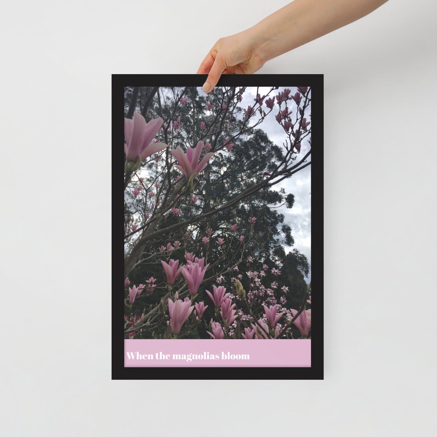 When Magnolias Bloom