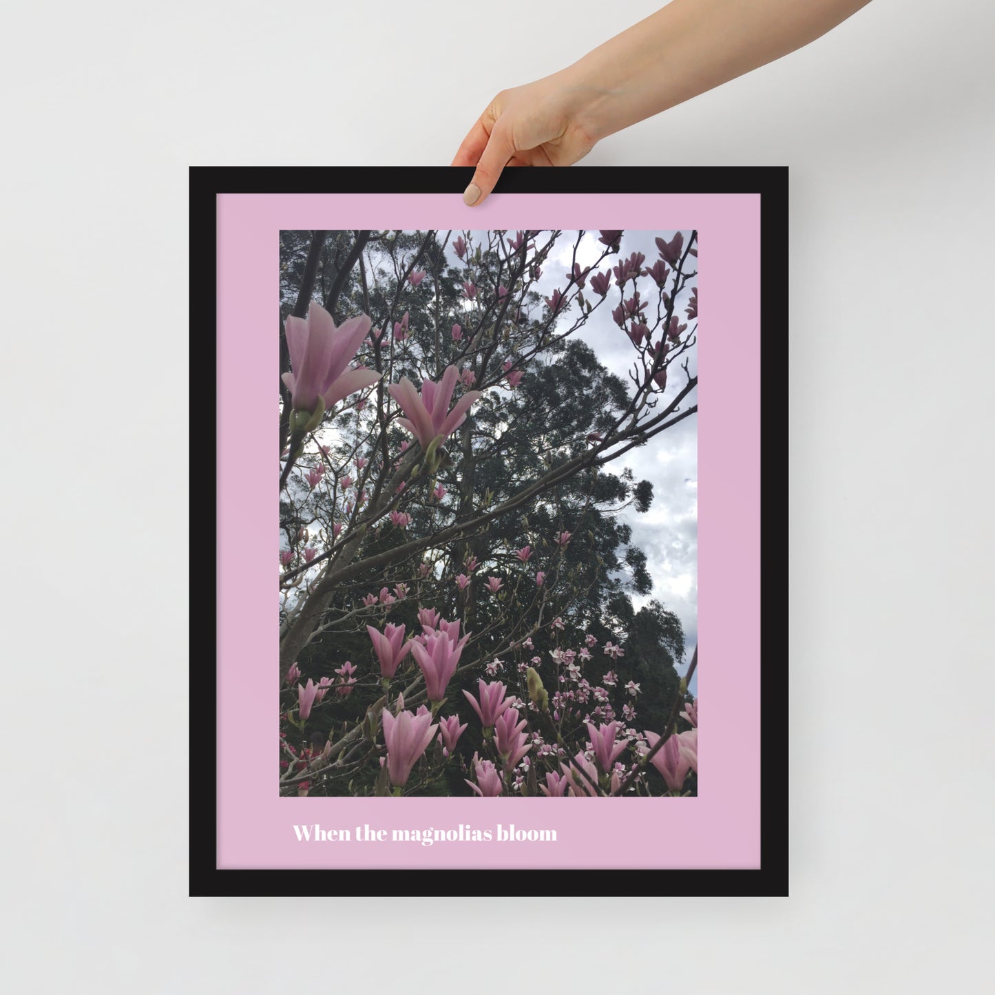 When Magnolias Bloom