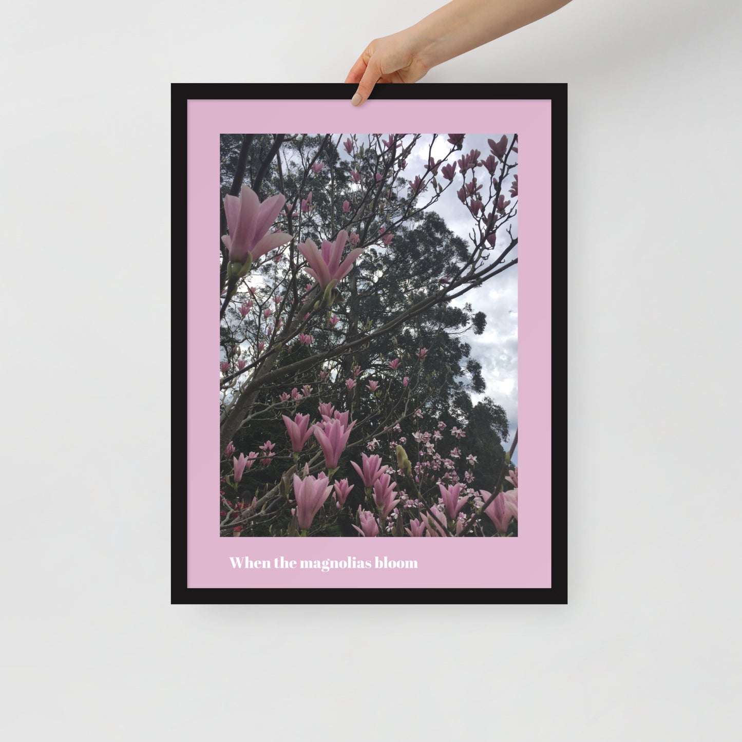 When Magnolias Bloom